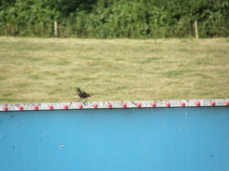 Starling on edge of slurry store
