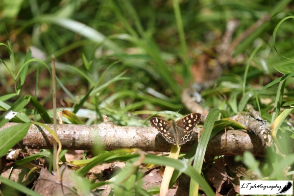 25_05_19_Horseshoe_Wood_Speckled_Wood_Butterfly_3
