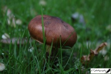 Garden Fungi 5