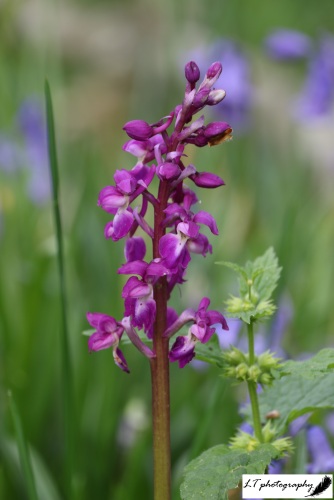 16_04_20_Horseshoe_Woods_Flower_Early_Purple_Orchid_4