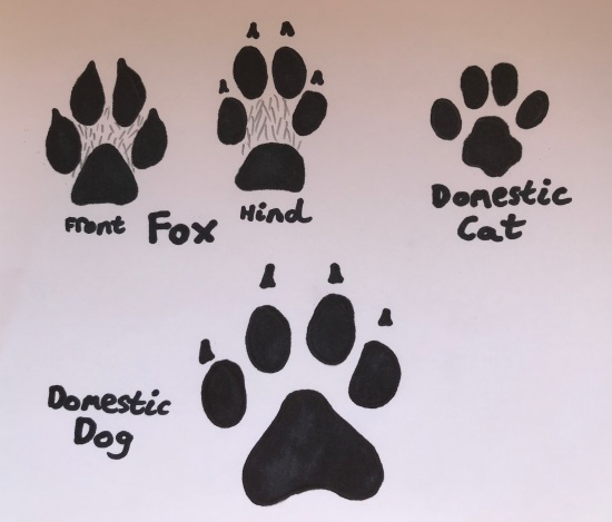 Fox, Cat, Dog